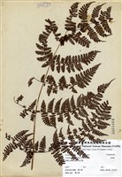 藏品(魚鱗蕨)的圖片